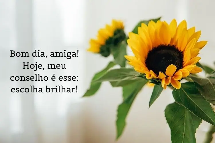 Foto de girassol e frase: Bom dia, amigo(a)! Hoje, meu conselho é esse: escolha brilhar!