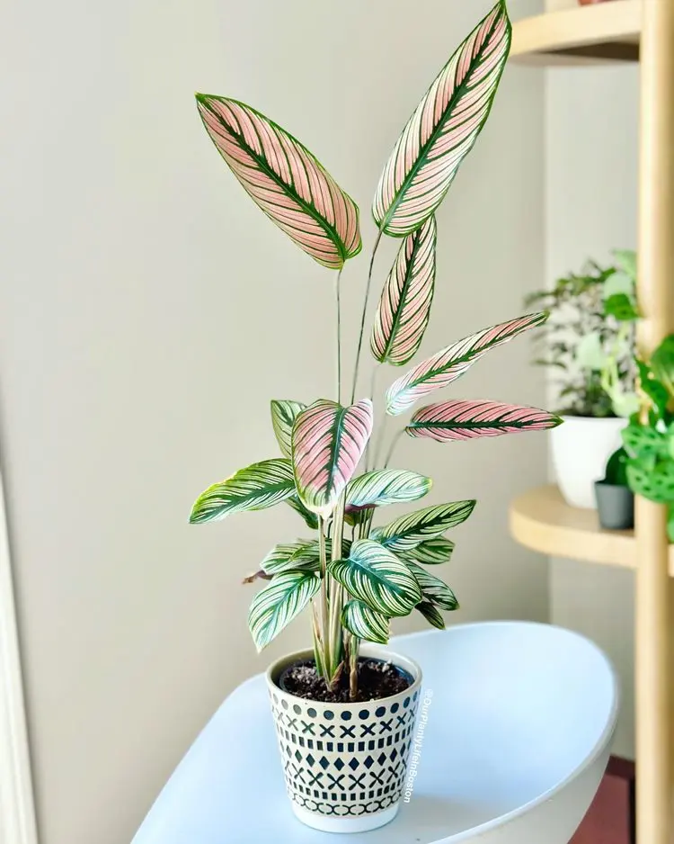 planta calathea tipo majestica em vaso preto e brando sob uma banqueta ao lado de outras plantas
