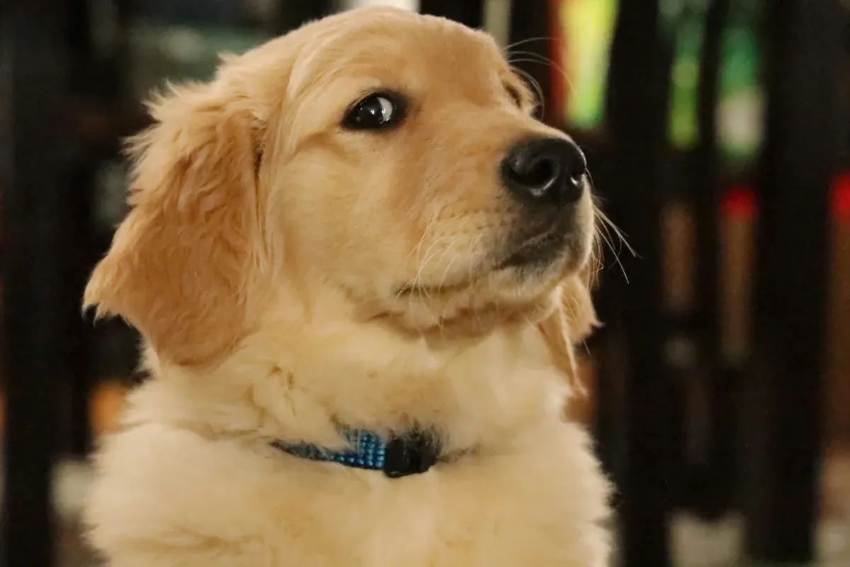 Golden Retriever nadando em área externa