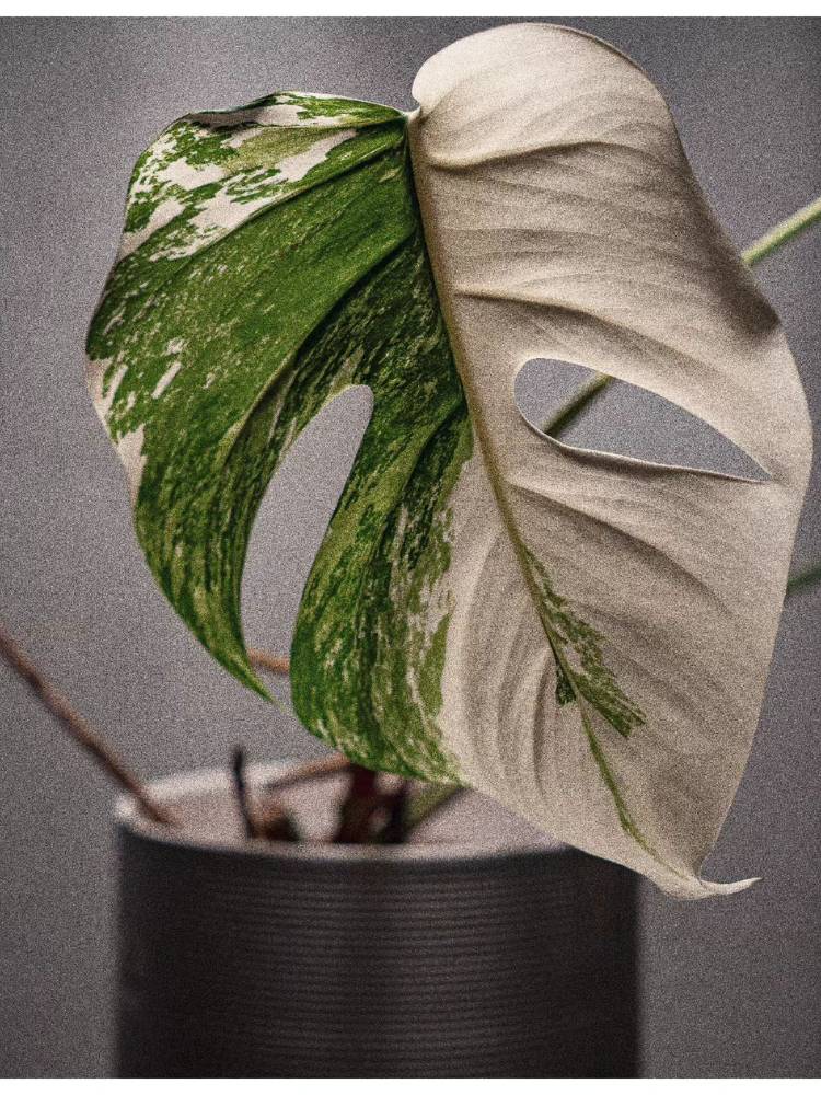 Folha de Monstera Variegata, com grande variegação branca e partes verdes. 