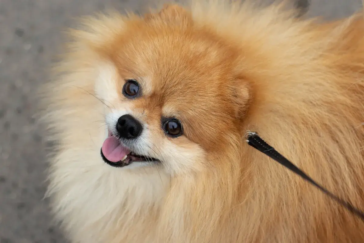 Filhote de Lulu da Pomerânia em ambiente externo