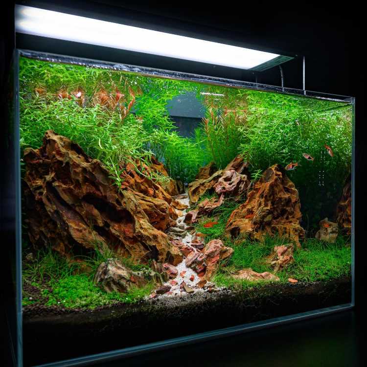 A imagem mostra um aquário exuberantemente decorado com um paisagismo aquático. Há uma trilha de pedras brancas que atravessa o centro, cercada por rochas de cor avermelhada. As plantas aquáticas são densas e verdes, cobrindo a maior parte do fundo e das laterais do aquário. A iluminação realça as cores vibrantes das plantas e das rochas, criando um ambiente natural e harmonioso.


