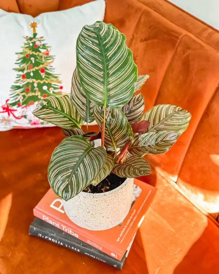Calathea ornata em vaso sob livros em um sofá terracota