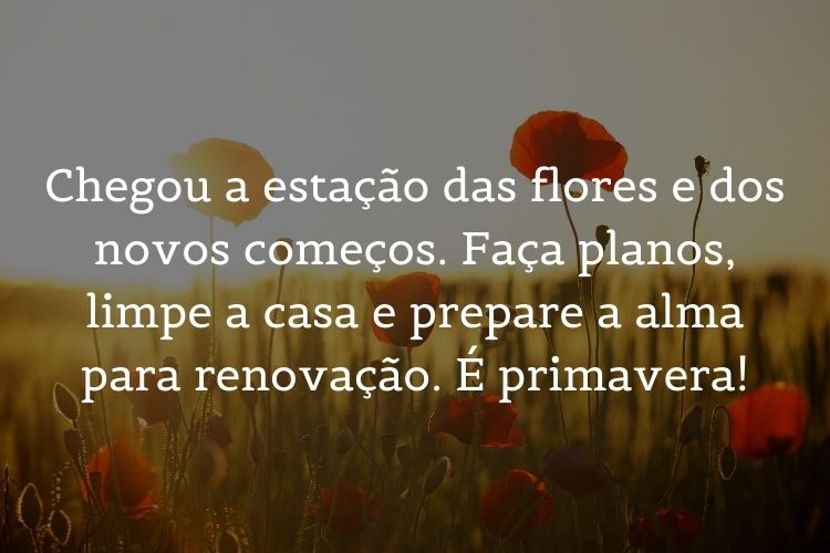 Foto de campo de papoulas vermelhas no nascer do sol