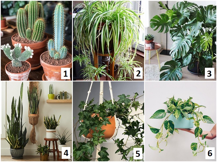 Montagem com seis variedades de plantas para selva urbana (cactos, clorófitos, costela de adão, espada de são jorge, hera e jiboia.