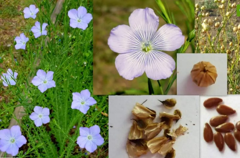 Da flor até a semente - As etapas para produzir semente de linhaça
