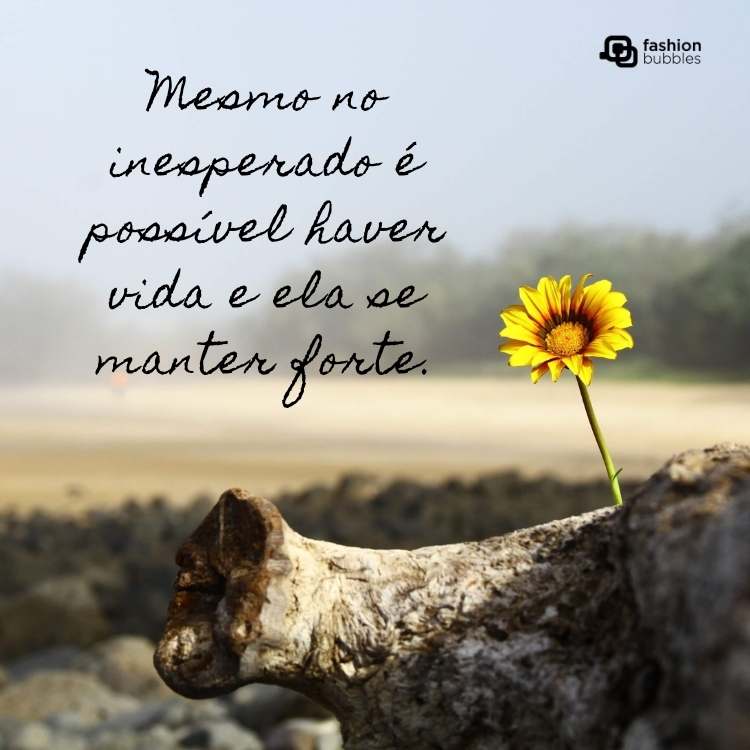 Mensagens sobre esperança em meio ao caos.