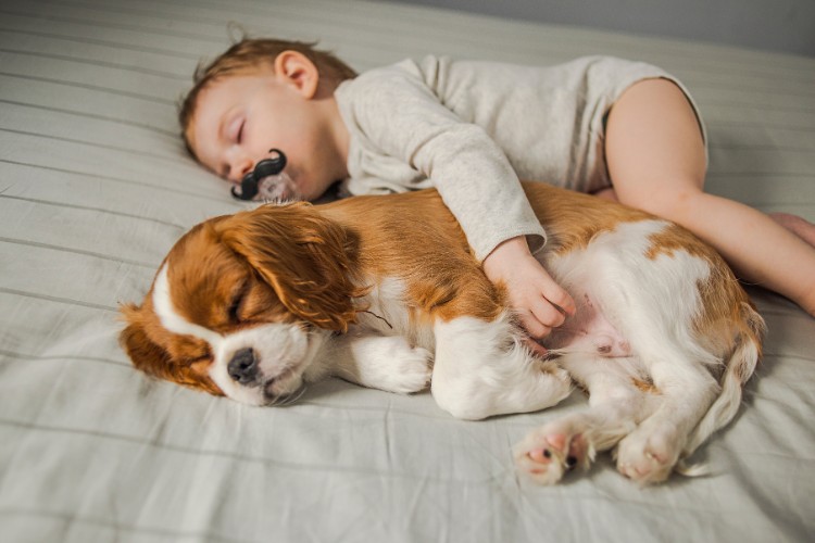 Cavalier King Charles dormindo de conchinha com bebê de pele clara usando body bege