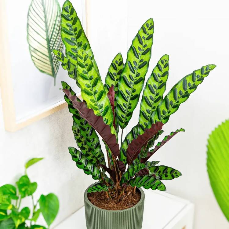 Planta Maranta de folhas compridas e verdes com listras, em um vaso cinza estriado. A planta está sobre um móvel branco. Ao fundo, uma folha verde desenhada em um quadro, complementando a decoração.







