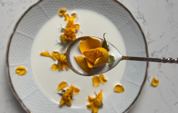 Prato branco com uma colher que segura uma rosa amarela
