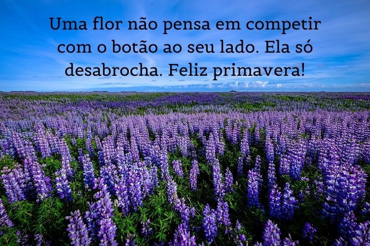 Foto de campo de lavandas roxas e céu azul