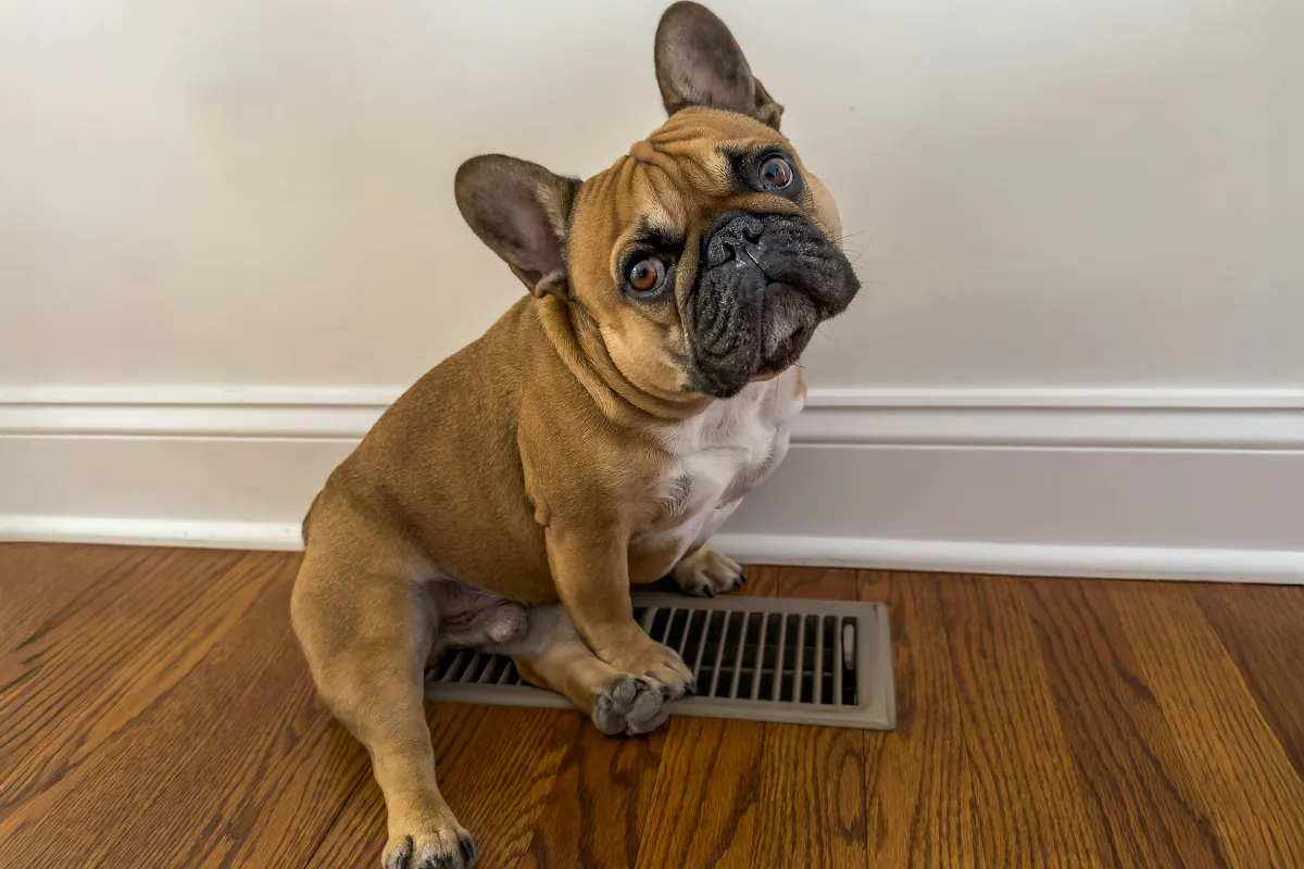 Buldogue francês caramelo com cabeça inclinada sentado sobre piso de madeira em ambiente interno