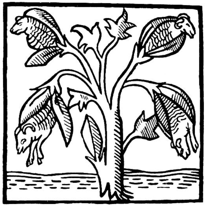 Ilustração do algodão onde se vê saírem ovelhas das cápsulas da planta, século XIV. Ilustração do algodão onde se vê saírem ovelhas das cápsulas da planta, século XIV.