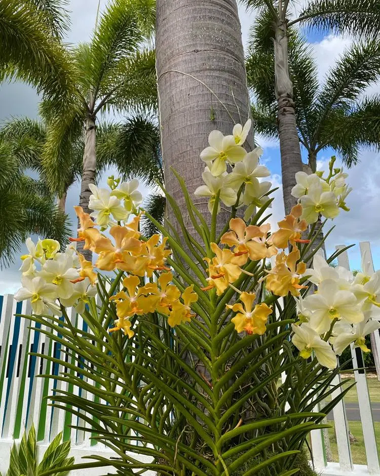 Orquídea amarela e branca em caule de coqueiro no jardim.