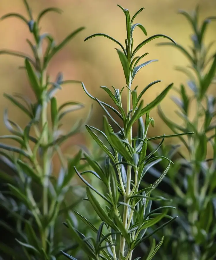 Ramos de alecrim verde vibrante em destaque, com folhas finas e alongadas, capturados em um ambiente natural. O fundo desfocado em tons quentes realça a planta, transmitindo uma sensação de frescor, natureza e tranquilidade.