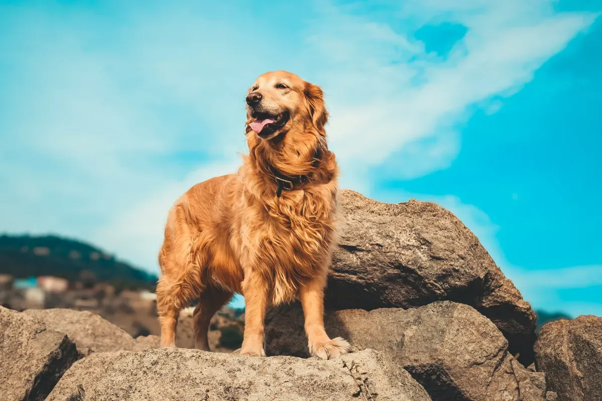 Filhote de Golden Retriever com pelagem clara
