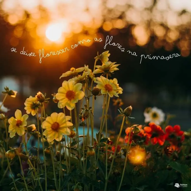 Frase escrita em foto de margaridas amarelas no por do sol