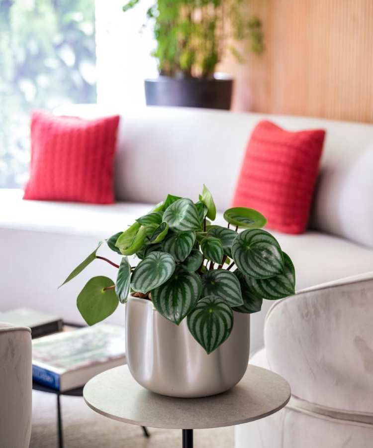 Peperômia Melancia em vaso prateado sobre uma mesinha redonda em sala moderna. Ao fundo, sofá branco com almofadas vermelhas, plantas decorativas e janela iluminada, criando um ambiente acolhedor e harmonioso com destaque para a planta vibrante.


