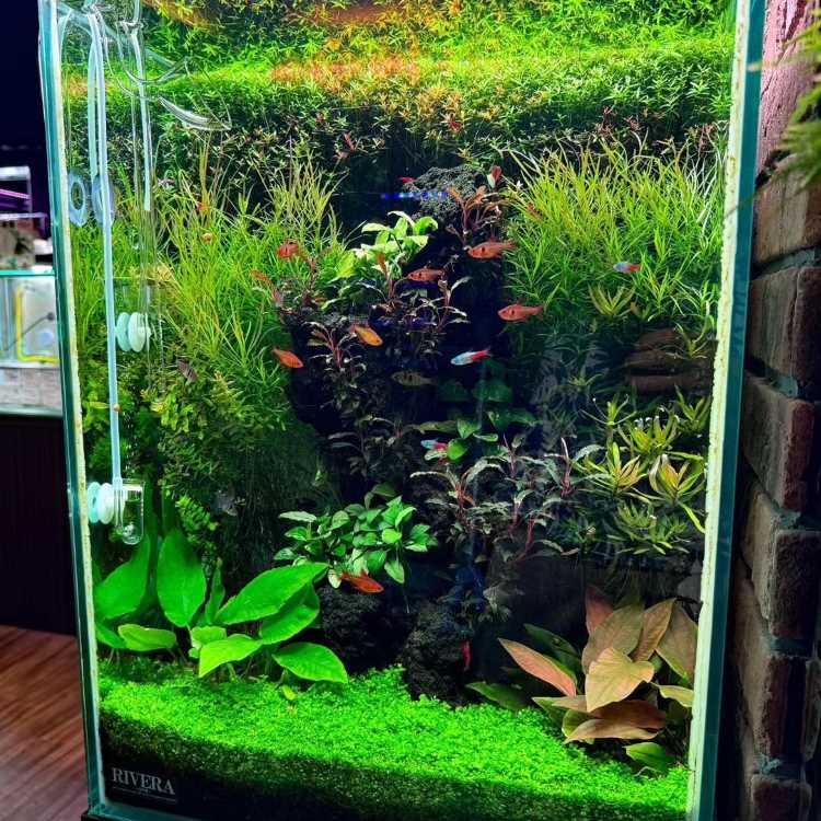 A imagem mostra um aquário exuberante e bem iluminado, repleto de plantas aquáticas de diferentes tipos e cores. As plantas variam em altura e densidade, criando um ambiente rico e diversificado. Há uma camada de plantas rasteiras cobrindo o fundo, enquanto plantas mais altas e de folhas largas preenchem o meio e o topo do aquário. Peixes pequenos e coloridos nadam entre as plantas, adicionando movimento e vida ao cenário. A iluminação destaca os tons vibrantes de verde e vermelho das plantas, criando um visual harmonioso e natural. O aquário está posicionado ao lado de uma parede de tijolos, que complementa o ambiente.



