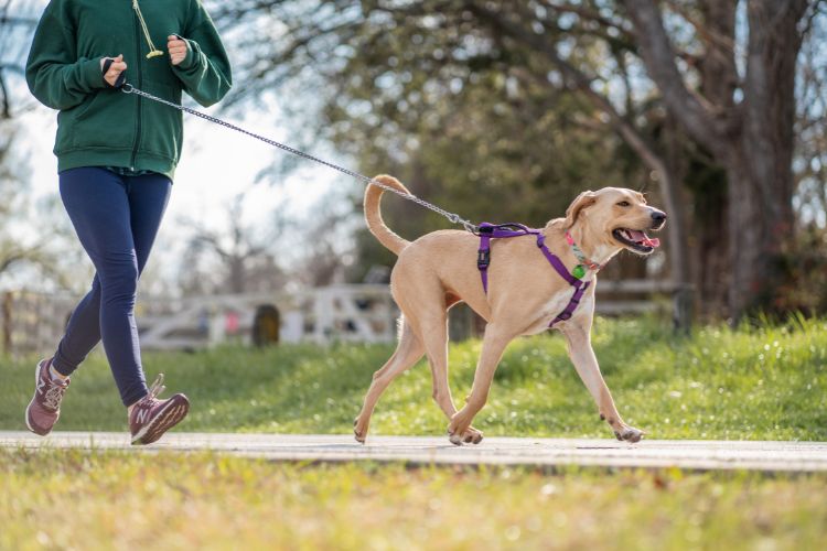 Cachorro bege passeando de coleira roxacom humano usando casaco verde e calça azul