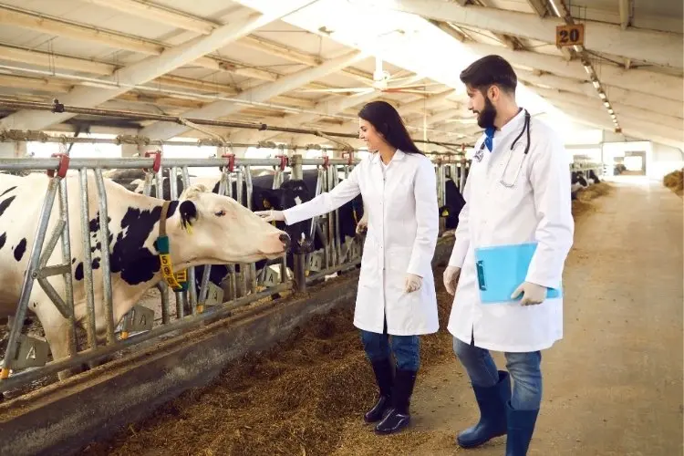 Dois veterinários em meio a vacas em baias