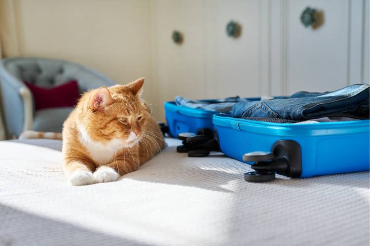 Gato laranja próximo à mala azul. 
