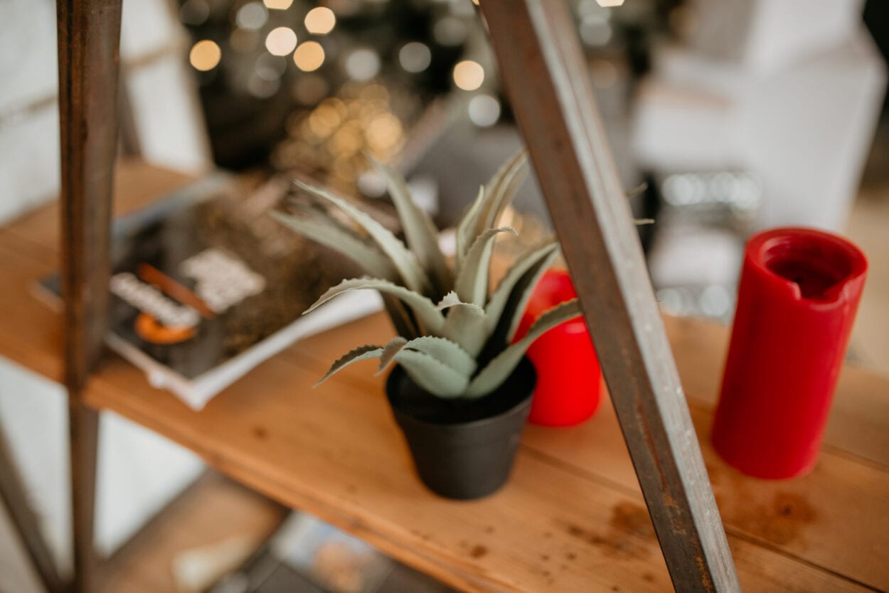 Aloe Vera é aliada da pele em amadurecimento
