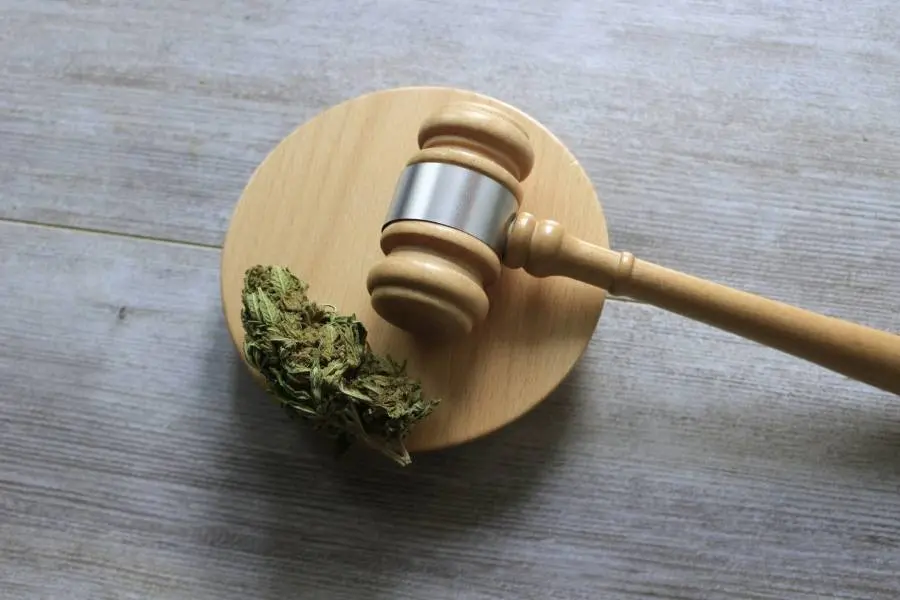 Martelo de juiz com porção de maconha ao lado.