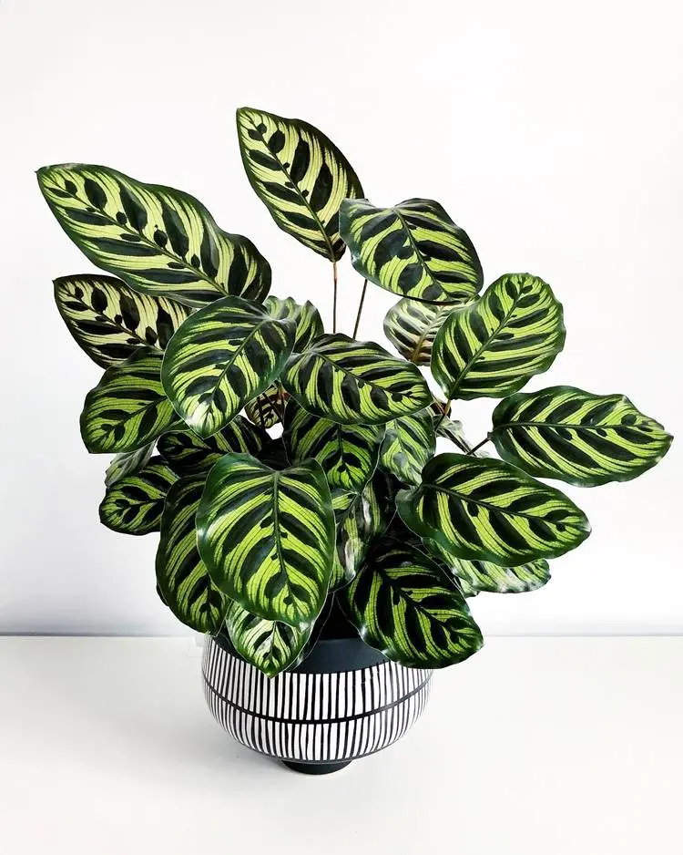 planta calathea makoyana em vaso preto e branco em uma superfície branca