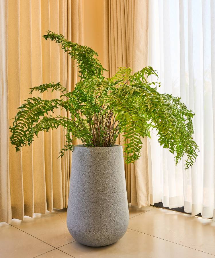 Samambaia vibrante em vaso de cerâmica cinza, colocada em ambiente interno com luz natural. Cortinas bege e brancas ao fundo criam um contraste suave, destacando as folhas verdes e dando ao espaço um toque contemporâneo e acolhedor.