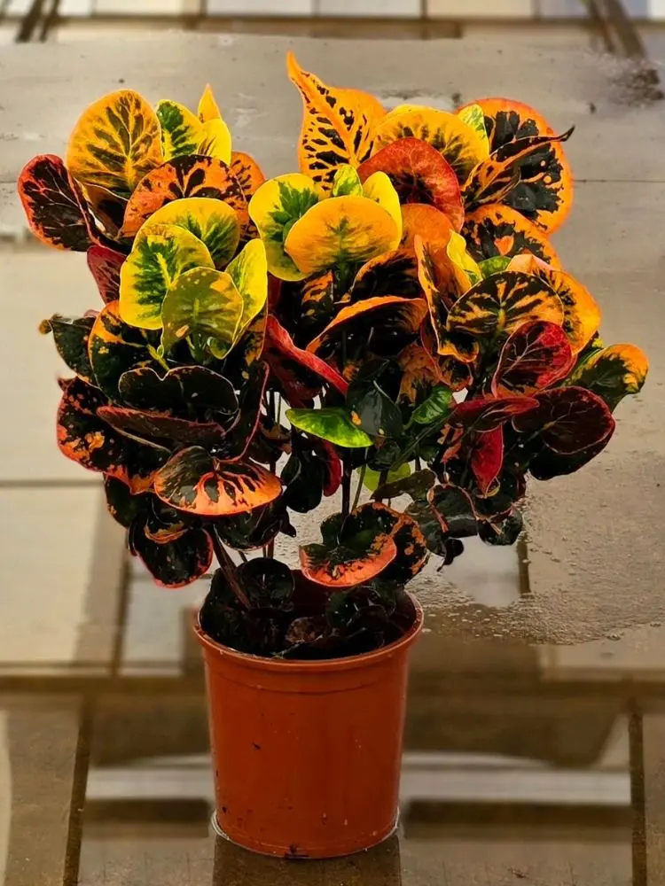 Foto do Cróton Nectarina, planta que traz as cores tradicionais dos crótons, mas mais vibrantes