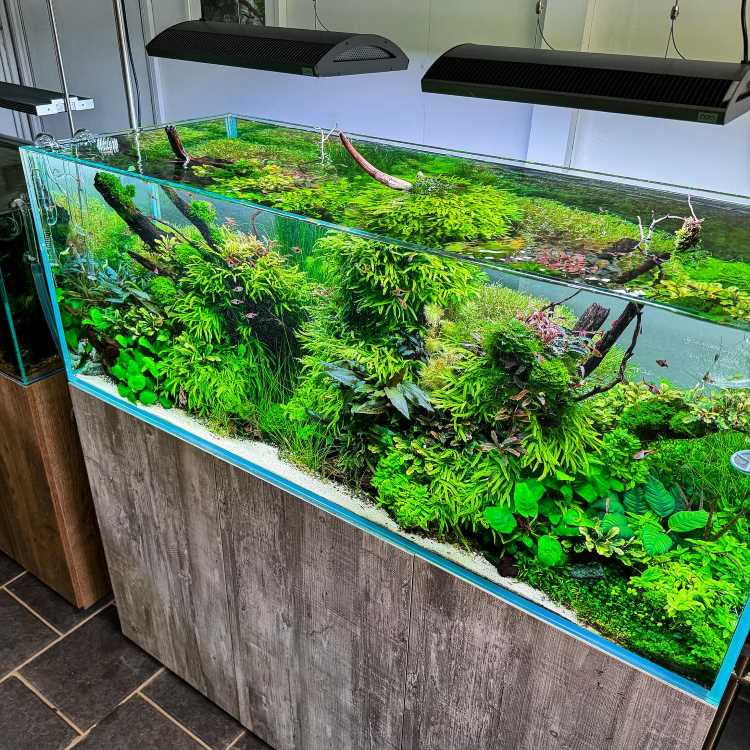 A imagem mostra um aquário grande e bem iluminado, repleto de plantas aquáticas exuberantes. As plantas são densas e variadas, cobrindo a maior parte do espaço interno do aquário. Há troncos de madeira e galhos que adicionam um elemento natural ao cenário. A iluminação acima do aquário destaca o verde vibrante das plantas, criando um ambiente aquático saudável e esteticamente agradável. O aquário está sobre uma base de madeira, que complementa o visual natural do conjunto.
