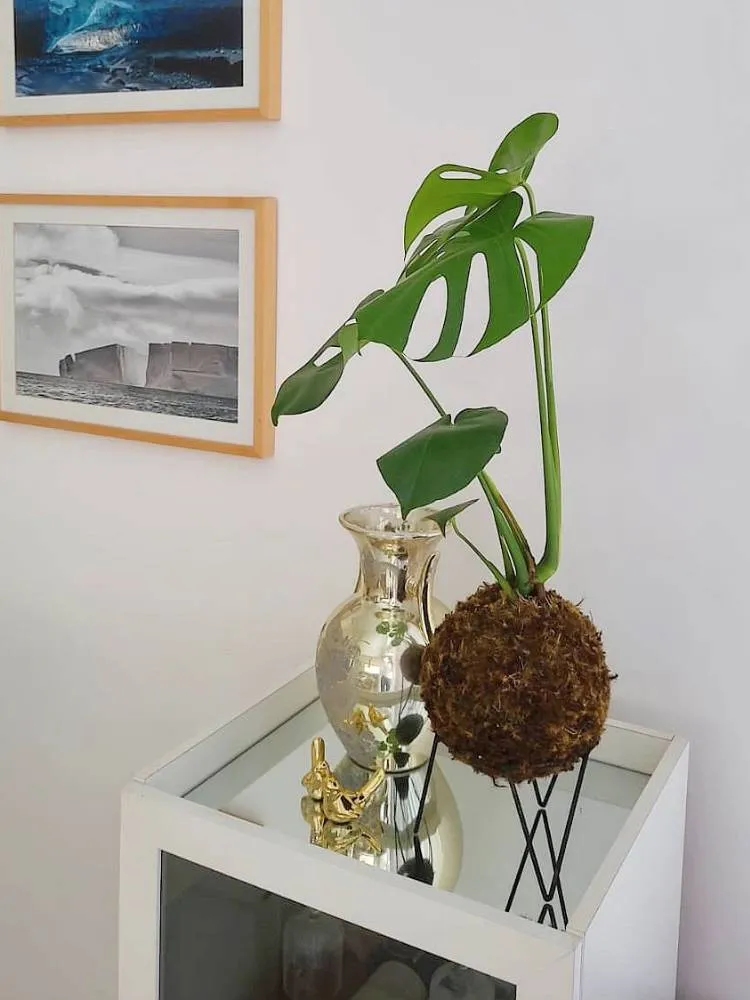 Canto de um cômodo com quadros de paisagens.À direita, aparador espelhado à esquerda, com vaso dourado, costela-de-adão e dois passáros dourados. 