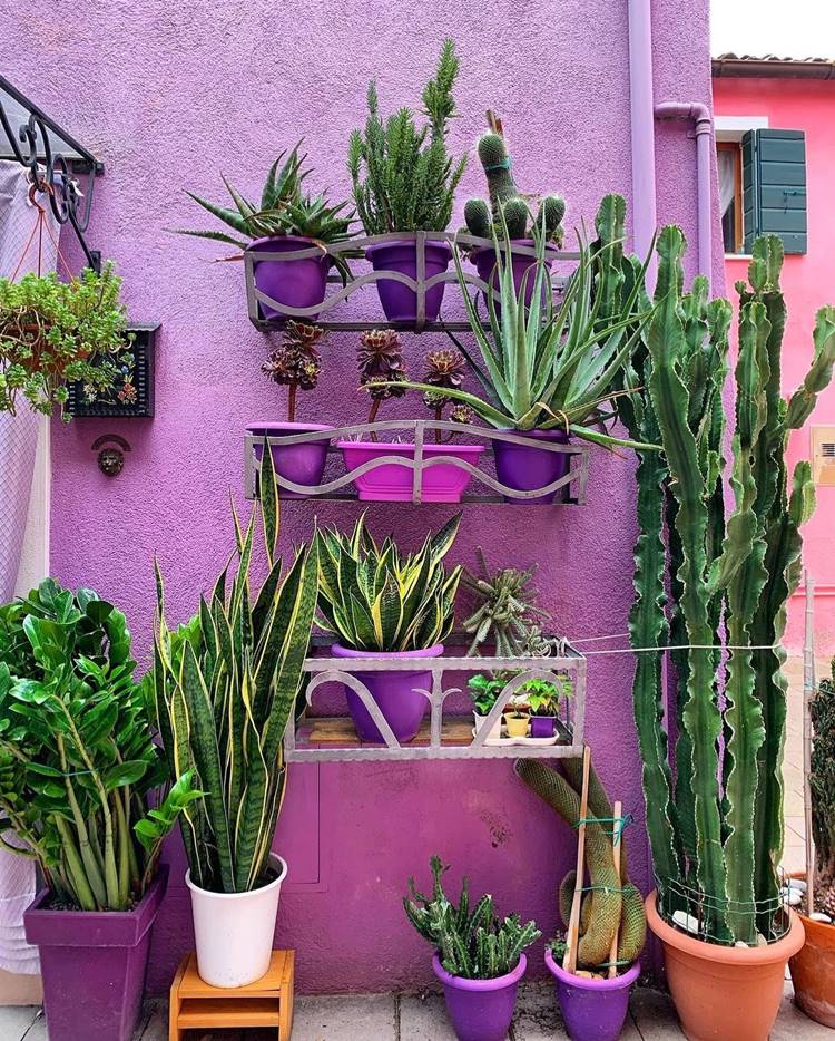 Parede roxa em, área externa, com prateleiras de ferro e vasos com plantas como cactos, espada de são jorge e zamioculca