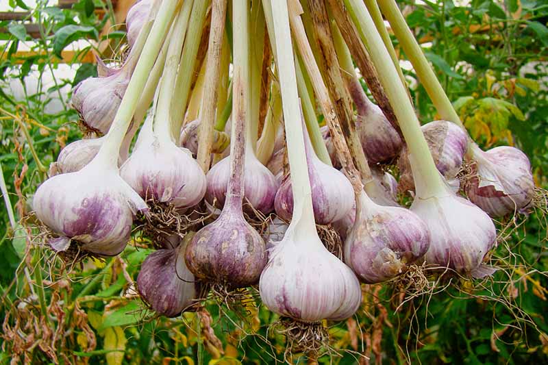 Colheita de alho com as folhas e raízes