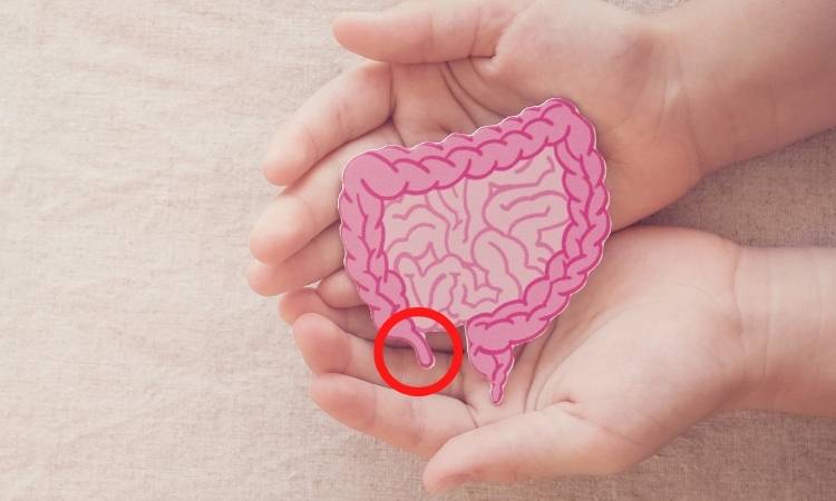 Mãos segurando um desenho de um intestino, com o apêndice circulado em vermelho