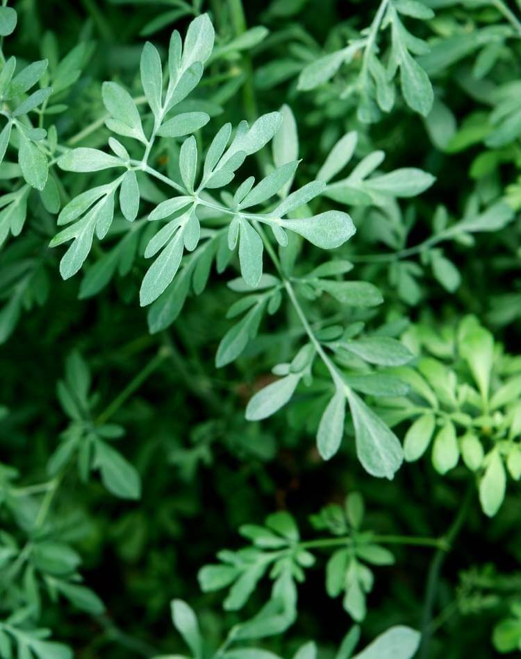 Arruda plantada.