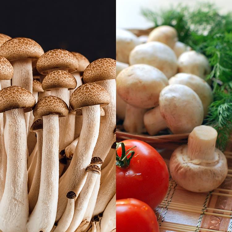 Foto com shimeji e champignon.