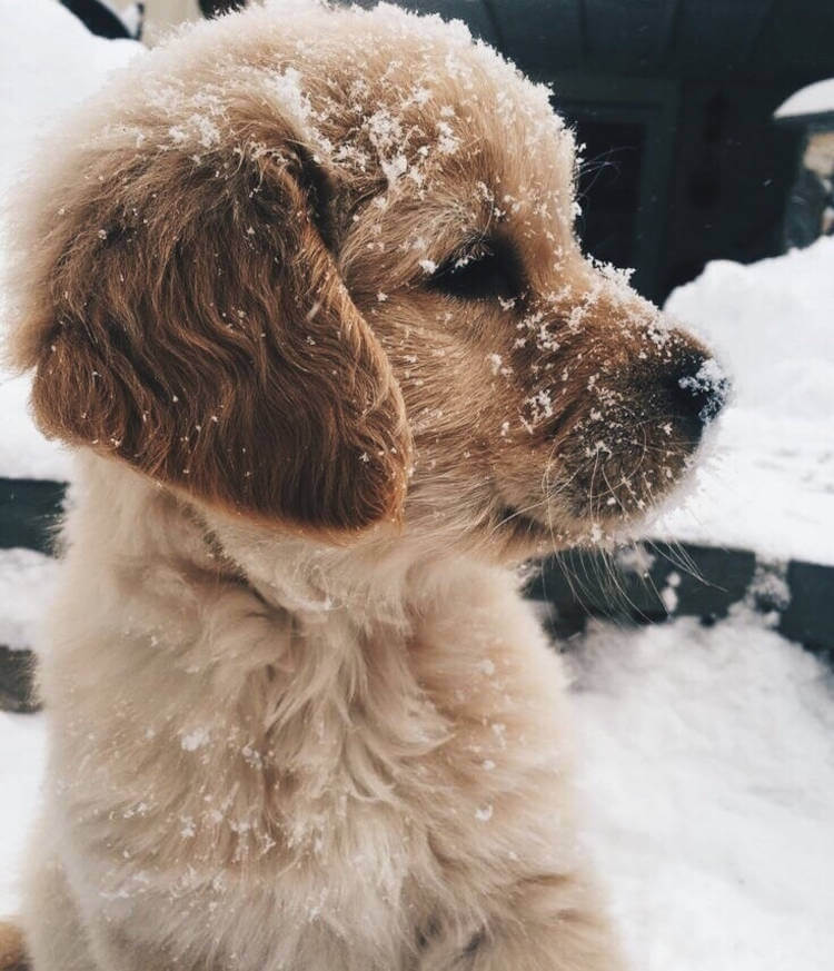 Foto tumblr de cachorrinho