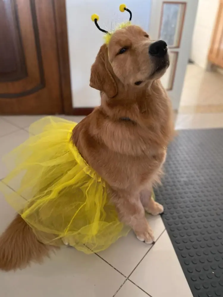 Golden Retriever fantasiada de abelha. 