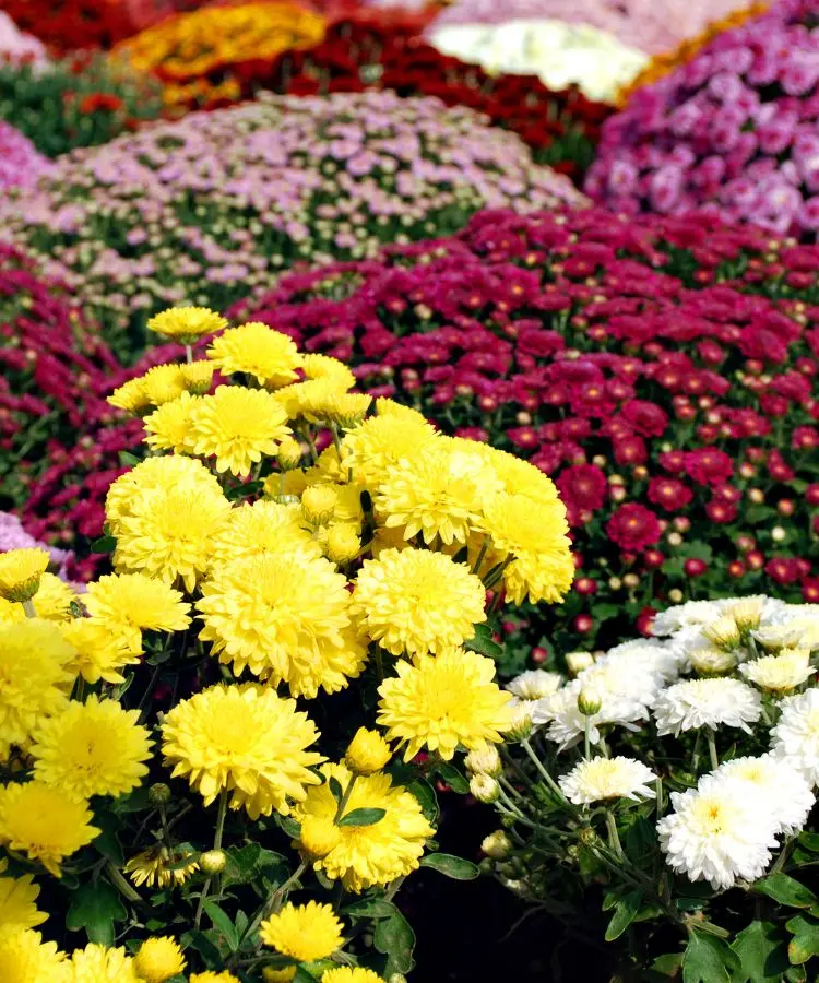 Flores vibrantes de crisântemos em tons de amarelo, branco e rosa se destacam em um jardim colorido. O fundo exibe uma diversidade de cores, criando uma cena alegre e harmoniosa, repleta de beleza natural e frescor.