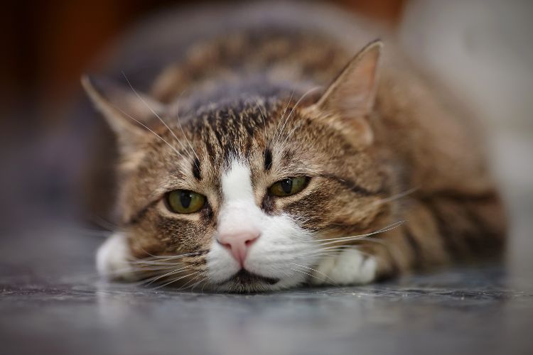 Gato marrom e branco deitado com semblante triste