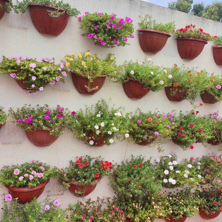 Jardim suspenso com flores 11 horas coloridas em vasos marrons 
