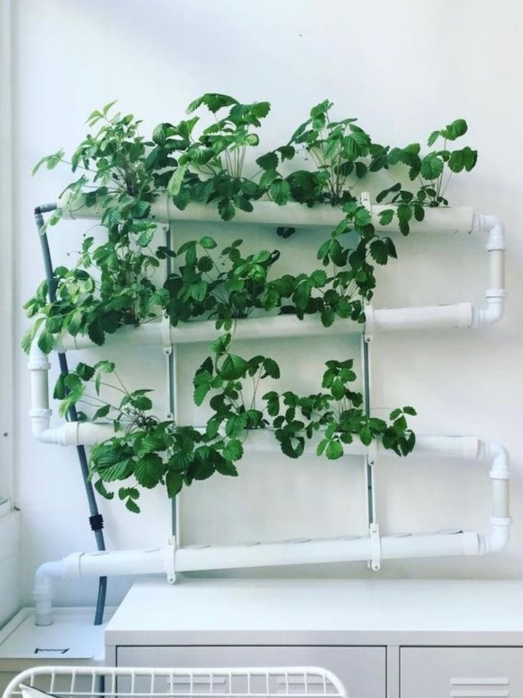 Horta de morango em cano PVC branco