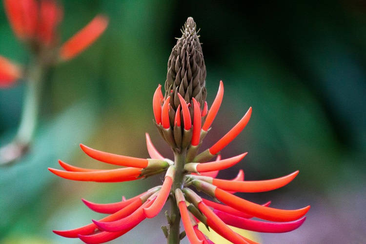 Foto de flor vermelha em galho marrom