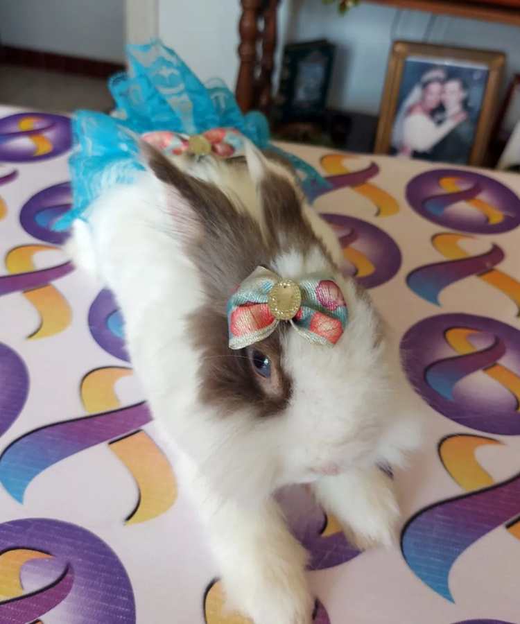 Foto de coelho com fantasia de Carnaval: laço e saia.