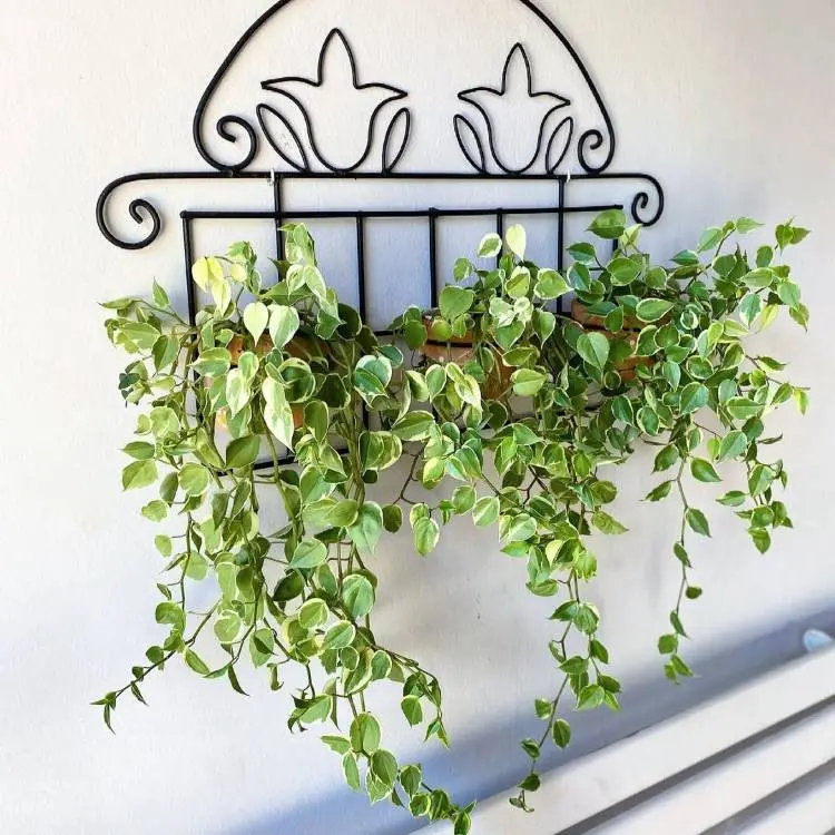 Uma planta pendente com folhas verdes e variegadas em um vaso de madeira, suspensa por um **suporte de ferro preto decorado**. Os ramos caem elegantemente, criando uma atmosfera delicada e natural em uma parede clara.