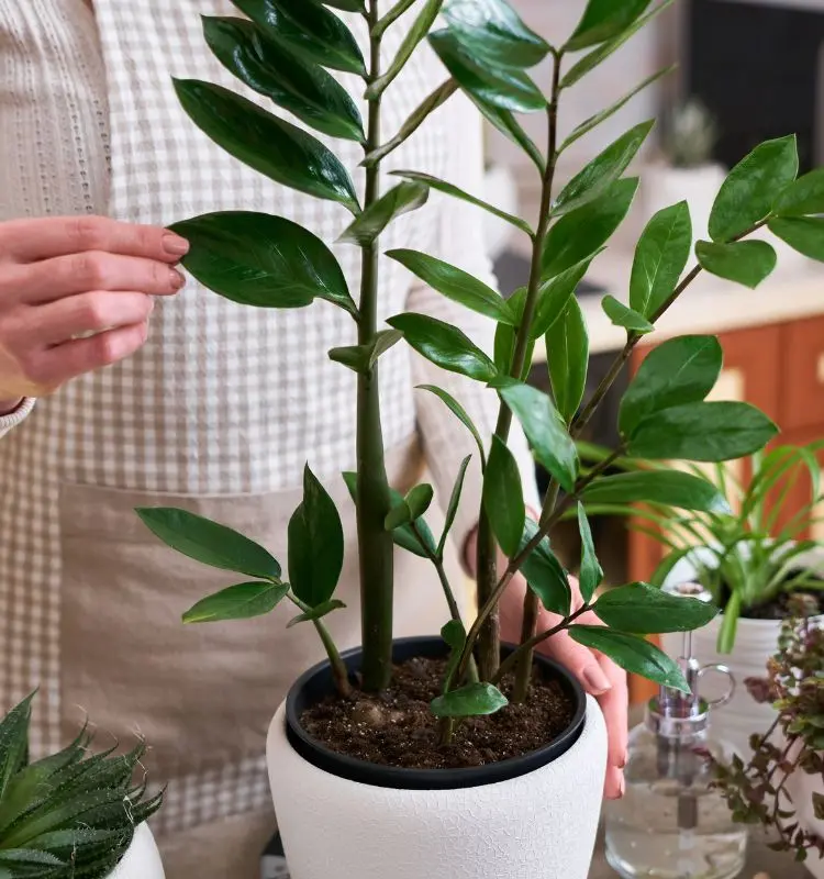 Zamioculca em vaso branco sobre uma mesa com outras plantas. Uma mulher usando avental segura uma das folhas da espécie entre as plantas do dinheiro