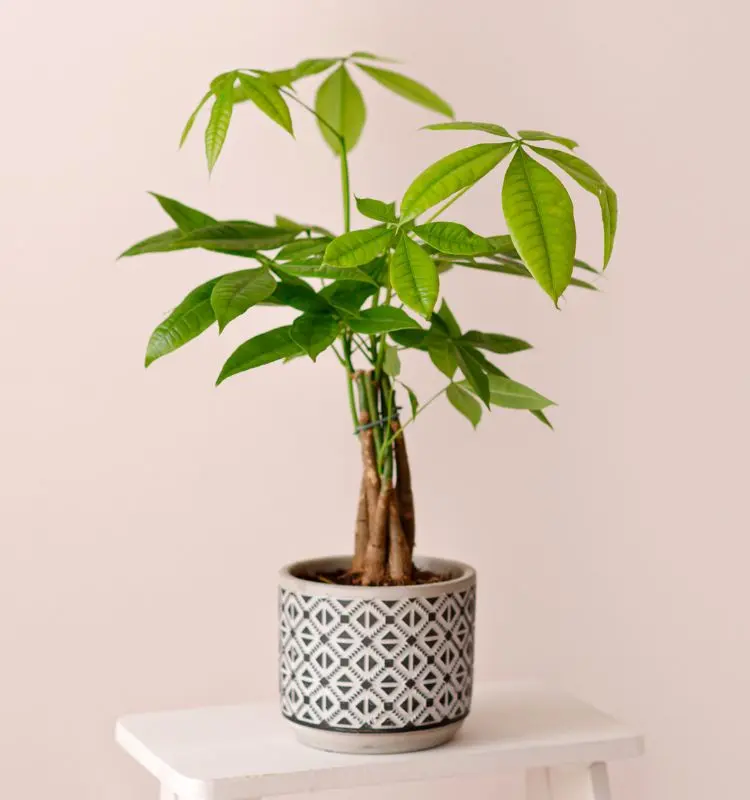 Árvore-do-dinheiro em vaso sobre banco branco de madeira