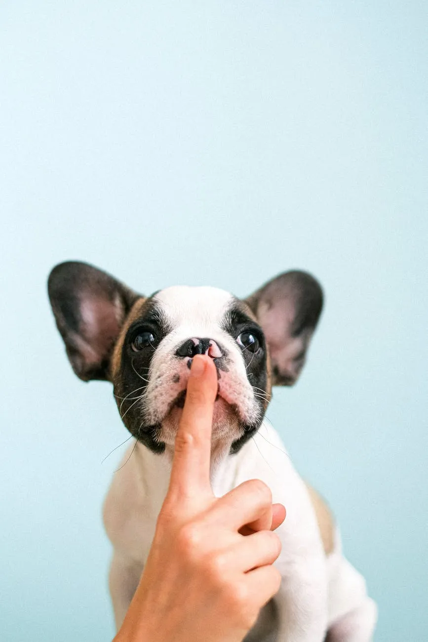 cachorro cachorro